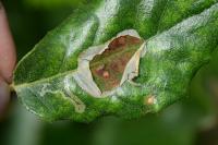 Acrocercops brongniardella