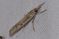 Agriphila geniculea