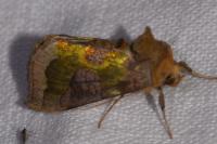 Diachrysia chrysitis/stenochrysis