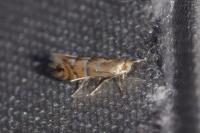 Phyllonorycter ulmifoliella