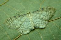 Idaea fuscovenosa