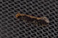 Monopis crocicapitella