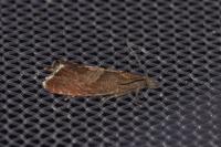 Dichrorampha acuminatana