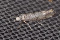 Swammerdamia caesiella