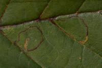 Bucculatrix cidarella