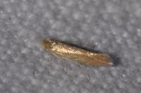 Phyllonorycter quercifoliella