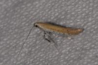 Aspilapteryx tringipennella
