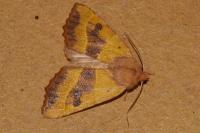 Atethmia centrago