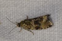 Celypha lacunana