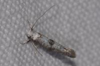 Paraswammerdamia albicapitella