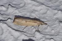 Agriphila geniculea
