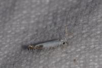 Lyonetia clerkella