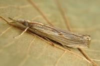 Agriphila geniculea