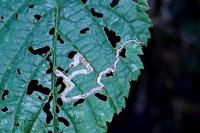 Stigmella aurella