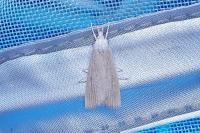 Calamotropha paludella