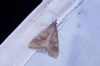 Mecyna asinalis