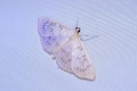Patania ruralis