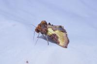 Diachrysia chrysitis/stenochrysis