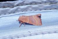 Atethmia centrago