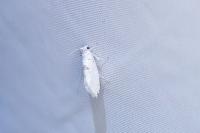 Niphonympha dealbatella