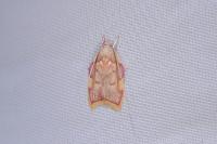 Carcina quercana