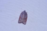 Acleris sparsana