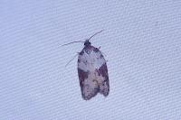 Acleris sparsana
