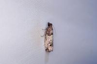 Notocelia incarnatana