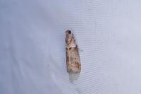 Acrobasis consociella