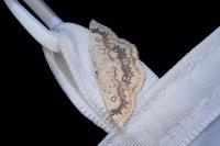 Cyclophora annularia