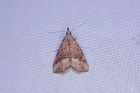 Schrankia taenialis
