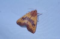Atethmia centrago
