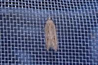 Mirificarma mulinella
