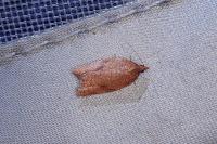 Acleris rhombana