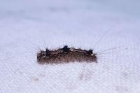 Wittia sororcula