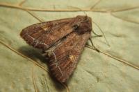 Lacanobia oleracea