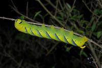 Acherontia atropos