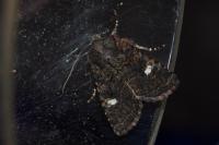 Dryobota labecula