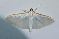 Palpita vitrealis