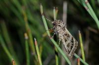 Leucochlaena oditis