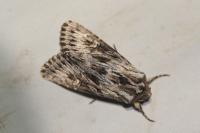 Aporophyla australis