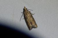 Acroclita subsequana