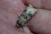 Agrotis trux