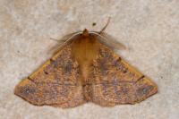 Colotois pennaria