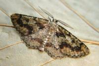 Cleorodes lichenaria