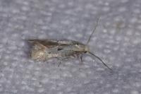 Elachista biatomella