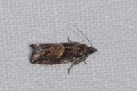 Epinotia immundana