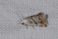 Eublemma candidana