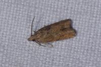 Acroclita subsequana