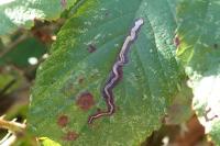 Stigmella aurella